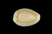 藏品(金環寶螺)的圖片